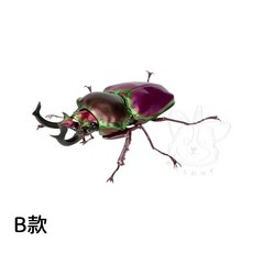 M.M小舖 BANDAI 轉蛋 扭蛋 生物大圖鑑 鍬形蟲篇10 鍬形蟲 圖鑑 生物 模型 小全7款, 1個, B款/彩虹鍬形蟲-紅色1D241