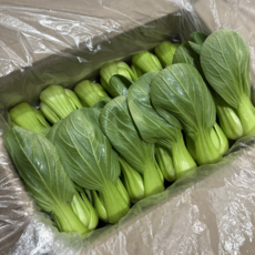 [달콤밥상 청경채] 물 좋은 철원 산지직송 청경채, 4kg, 1개