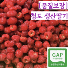 [품질보장] 프리미엄 GAP 국산 청도 생 산딸기, 1개, 1kg