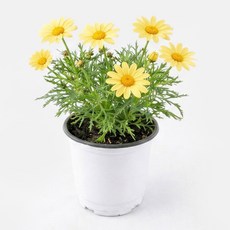 갑조네 목마가렛 화분 모종 나무 외목대 봄꽃 마가렛, 1개, 노랑