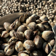 벌교 참꼬막 새꼬막 자숙 집게 손질 꼬막 1kg, 1세트, 자숙 소(120미 이상)