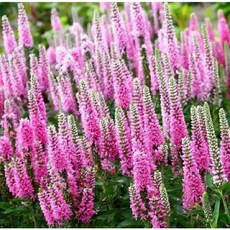 가든파라다이스 꼬리풀 (하이드퀸드) 1Set 3포트, 1개