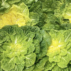 [단독특가] 특상품 당일수확 신선한 국내산 봄동, 1박스, 500g