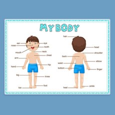 몬테소리 영어 단어 학습 내 몸 포스터 유치원 용품 교실 장식 교육용 3 개, [03] C   1PCS, 1개