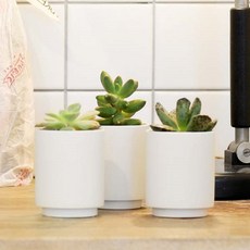 키우기쉬운 플랜테리어 도자기 스탠딩화분 다육식물 키트, n. 까라솔, 1개, n. 까라솔