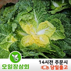 < 오일장농산 >국내산 봄동 배추 1kg 2kg 5kg 8kg내외, 1개
