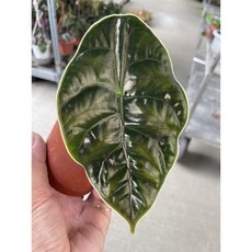 霏霏園藝 汶葉之星 觀音蓮, 1個