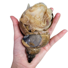 산지직송 국내산 자연산 생물 명주매물고동 대나발소라 심해 고둥 소라, 1kg 5~7미, 1개