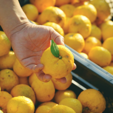 [마지막물량] 황금빛 명품 단단한 고흥유자, 1박스, 5kg