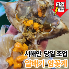 [봄제철특가] 서해안 당일조업 알배기 생물암꽃게, 1개, 1kg