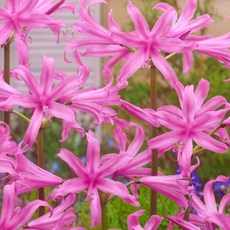 [나은식물원]2.[네리네 구근] 벨라디바-1구