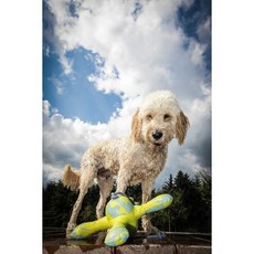 德國 Hunter 狗玩具 浮水飛碟, 1個