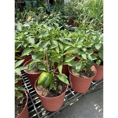 霏霏園藝 彩椒掛果盆栽特價中 色彩鮮豔易於照料 為居家空間增添活力