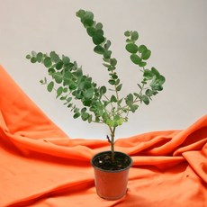 미미네아쿠아 유칼립투스 키우기 - 유칼립투스 구니, 1개