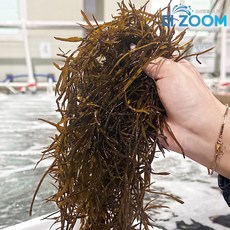 당일수확 완도 생톳 산지직송, 1개, 2kg