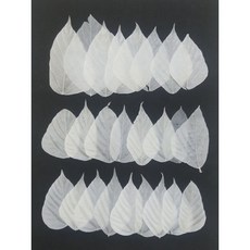 乾燥押花材料 漂白葉脈植物標本 手作DIY押花畫素材 D6-1