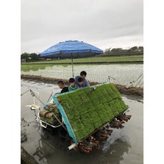 綺香園糙米 免浸泡糙米 秈23糙米, 1個