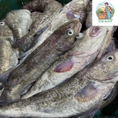 동해안 급냉 생대구 2kg(2-4미 내외), 1박스, 2kg