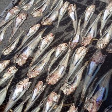 반건조망둥어 300g 무염 무조미 미건망둥어 흔하던 게 너무 귀해졌어요, 1개