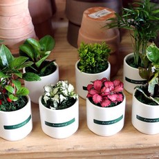 아트박스/러브피어리 실내공기정화식물 미니도자기화분 시리즈 관엽식물, dm_무늬아이비, 화이트