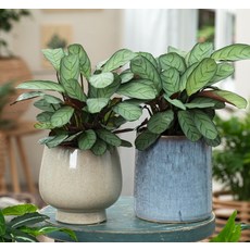 칼라데아 아마그리스 희귀식물 거실 그늘 음지 화초 실내공기정화식물 관엽