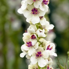 베르바스쿰 버바스쿰 웨딩캔들 20립 꽃씨, 1개