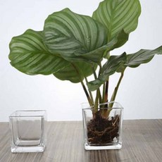 사각 화병 12x12x12cm 화분인테리어 까페화분 인테리어오브제 han+690lM
