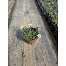 구름떡쑥-루브라 규격10cm포트묘 노지월동다년초 상록지피식물 묵은주 꽃심야생화, 3개