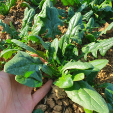 [산지직송] 신선대장 제철 남해 노지 보물초 시금치, 1박스, 1kg