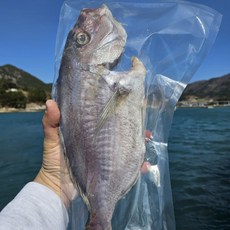 [잘은건 가라!] 왕특대사이즈 해풍 반건조 참돔 37cm 내외 프리미엄 고급선물, 1개, 1.5kgX4팩