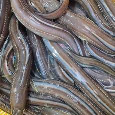 유튜브 수아아빠 활어 아나고 붕장어회 구이용 1KG 필렛, 횟감, 선택암함, 1개