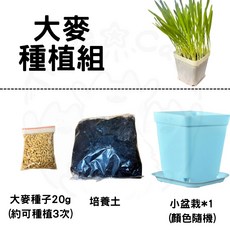 【12HR台灣出貨】貓草種植組，大麥草小麥草貓草盆栽，土耕貓薄荷，幫助貓咪消化，安全無添加, 1個, 大麥組合