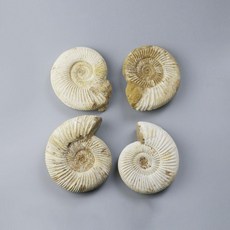 수집품 암모나이트 화석 교구 장식 원석 표본 관찰 이색, 3cm 외피미연마, 1개, 기본 색상