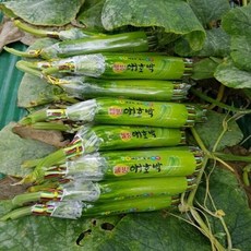 애호박 특품 1kg 3-4개, 1박스