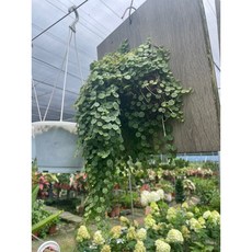 霏霏園藝海龜吊橋 特價裝飾 趣味盆栽裝飾 寵物遊樂設施