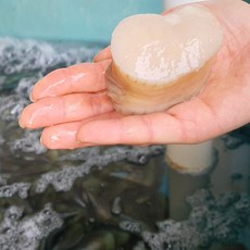 국산 키조개 생물관자 냉동관자 삼합 구이 샤브, 1개, 진공관자 대 500g, 개