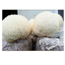 드림 노루궁뎅이 버섯 키우기 배지 키트 키우는법 참나무톱밥 주의사항 재배 유치원 어린이집 과학 어르신 지원센터 노인학교 어르신 돌봄교실 초등 가정 학원 요리 레시피 반찬, 2개