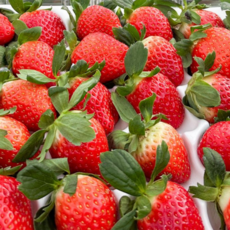 [추천특가] 당일직송 논산 설향 딸기 GAP인증 스마트팜 클로렐라농법 프리미엄 제철딸기, 1박스, 설향 700g 특(24-35구)