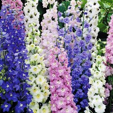 [큐가든] 델피늄 숙근 유럽 직수입 델피니움 여름꽃 노지월동 야생화 꽃, 1개, 다크블루