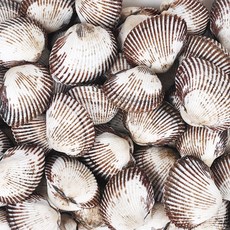 벌교 김흥구님의 갯벌 새꼬막(상품), 1kg, 1개