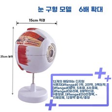 안구모형 눈 구조 망막 학교 확대 교육용, B.6배더커진눈플래그십모델