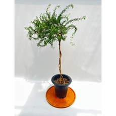클리핑 로즈마리 외목대 대품 약 70-90cm 허브 토피어리 나무 꽃 제이팜, 1개
