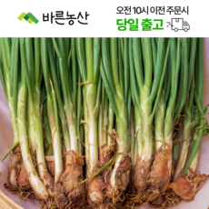 < 바른농산 > 국내산 흙쪽파 쪽파 (800g~1kg), 1개, 900g