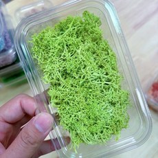 永生苔草 馴鹿苔 挪威進口moss，DIY玻璃盅微景觀素材，生態瓶裝飾，持久保鮮, 06