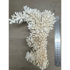 珊瑚花，珊瑚骨，珍藏商品，數量有限，適合造景佈置、教學鑑識、個人收藏賞玩, 2號