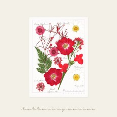 [국내 최초] 프레스코21 프리미엄 압화 레터링시리즈 M, 마릴린 레드