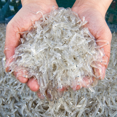 [한정특가] 실치회 장고항 생물 제철, 1박스, 횟감용)_300g