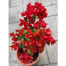 極特殊稀少品種 7吋大盆 檳城/馬來品種 唯美仙系 九重葛/三角梅一盆一枝樹枝苗含盆 植栽盆栽花盆好心情, 1個