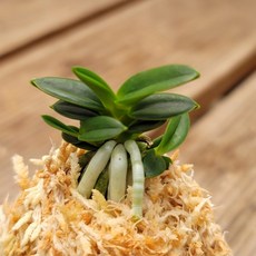 [금비농원] 천재 /두엽풍란 석부작 목부작 공기정화식물 부귀란, 1개