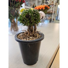 팅커벨 덴섬 뿌리근상8년생